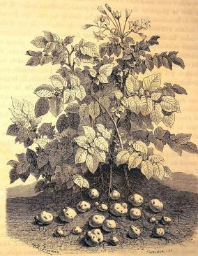 Pomme de terre bis